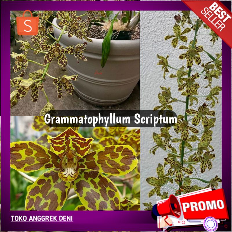 Anggrek Gramma Scriptum