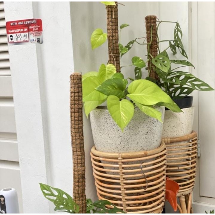 TURUSAN STRIMIN PANJANG 1METER RAMBATAN SIRIH GADING