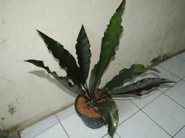 Anthurium Keris Black Tanaman Hias Anterium Shopee Indonesia