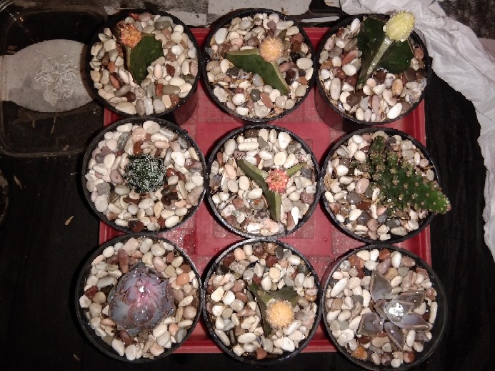 Kaktus Sekulen Perle Free Pot