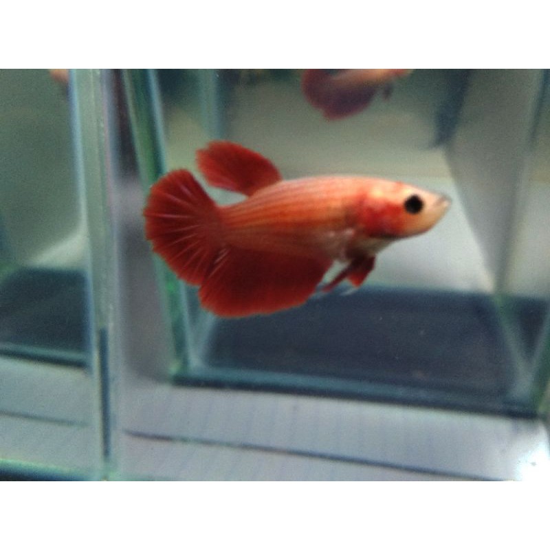 CUPANG SUPER RED FEMALE FULL TELUR (SESUAI FOTO) HALFMOON USIA 4 BULAN SIZE M+ SIAP TERNAK 