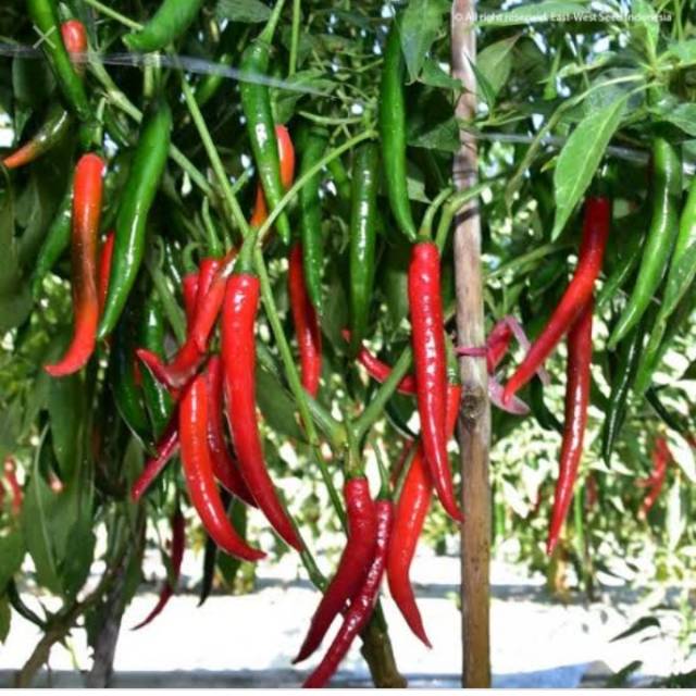 

Cabe Besar re-pack isi 52