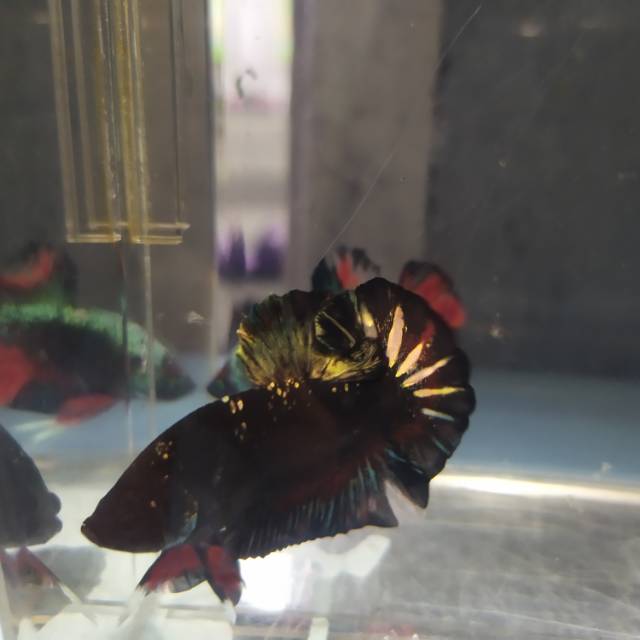 Betta fish avatar gold