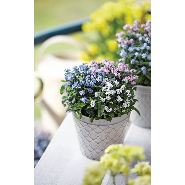 Benih Bibit Biji - Bunga Forget Me Not Mixed Color Flower Seeds - IMPORT