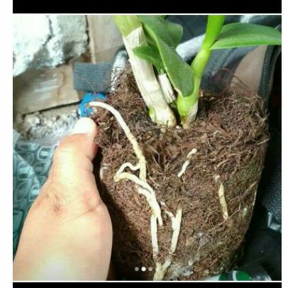 

moss hitam akar kadaka kering 500 gram