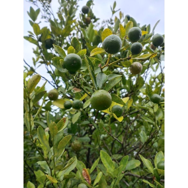 

JERUK SONKIT / JERUK KUNCI / LEMON CUI SEGAR 1 Kg BUAH ASLI BARU PETIK