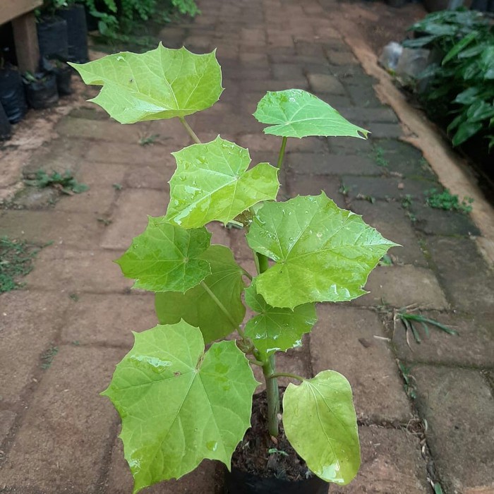 pohon jarak - bibit pohon jarak pagar – tanaman jarak