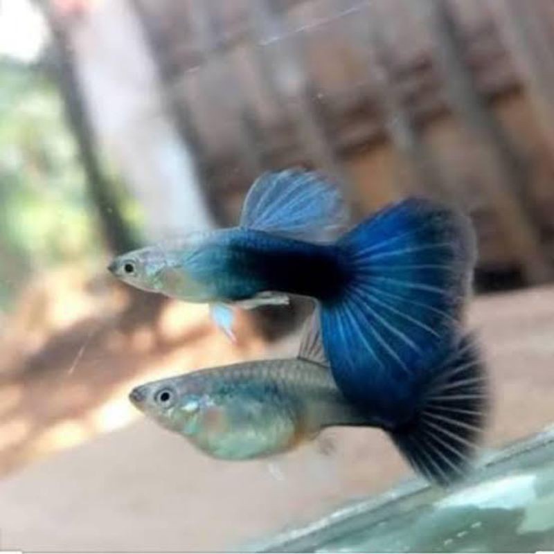 Ikan Guppy HB Blue pasangan