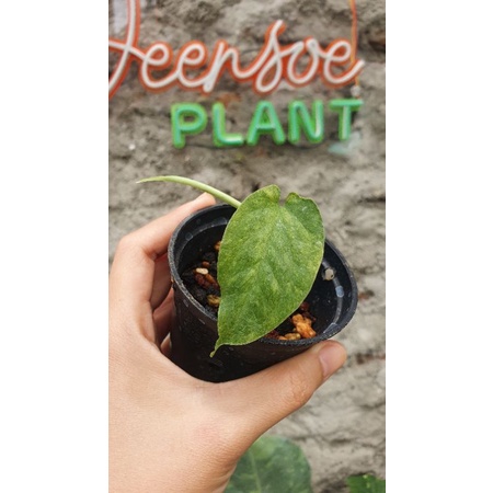 Amydrium Medium Varigata Mint