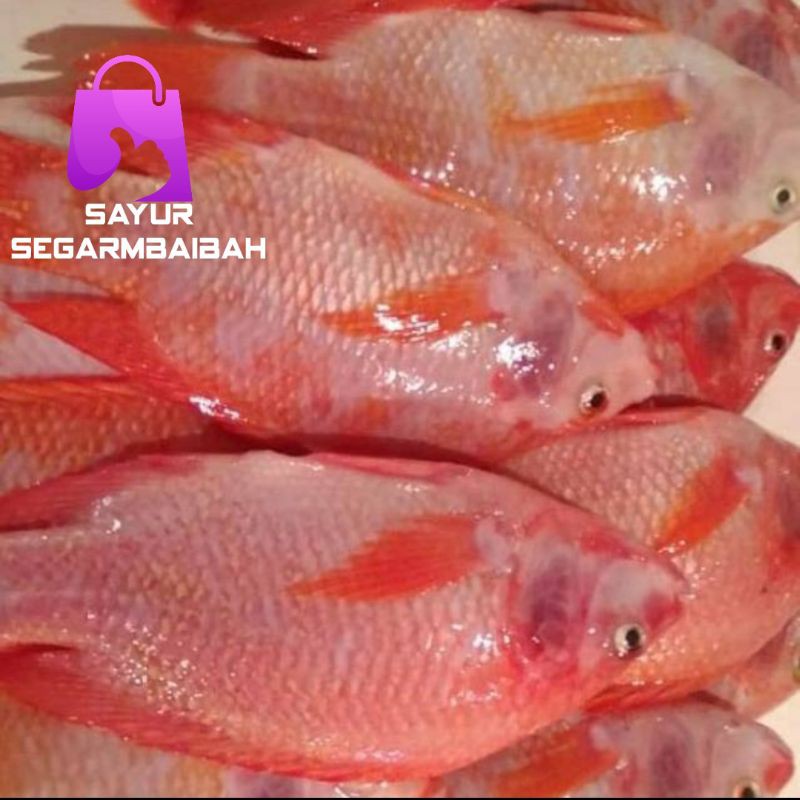 

ikan nila segar