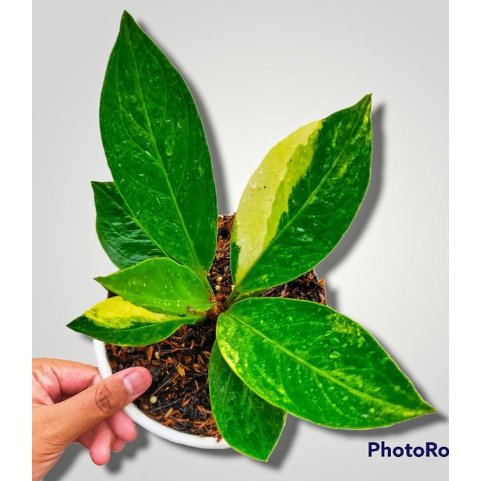 anthurium Jemani Mangkok Tornado Varigata