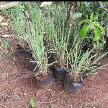 bibit tanaman sereh sayur bibit tanaman sereh