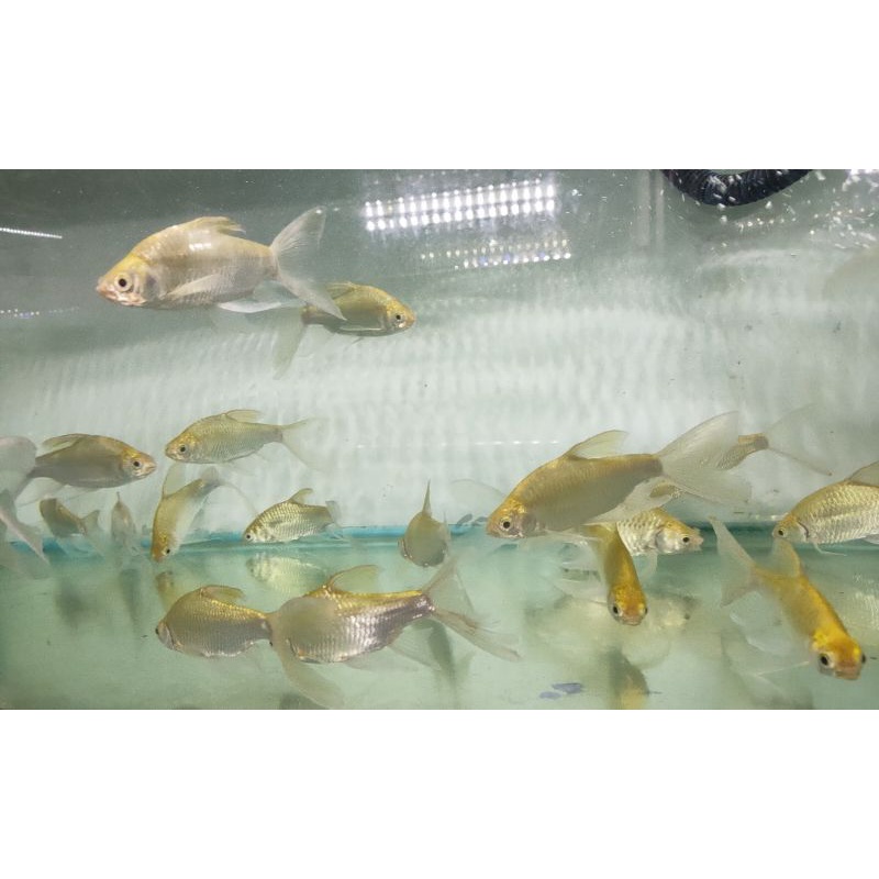 Ikan Hias Kaviat Kumpay Slayer