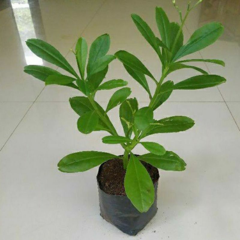 Tanaman herbal Ginseng jawa / som jawa