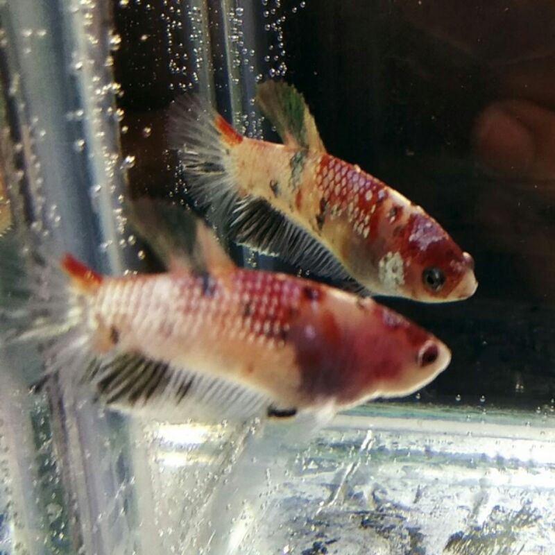 CUPANG FEMALE NEMO GOLD COOPER SIZE M