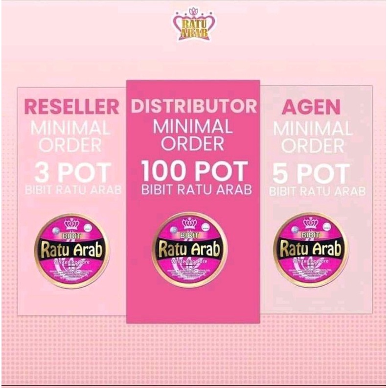 bibit ratu arab /// ratu arab // hb ratu arab / ratu arab original
