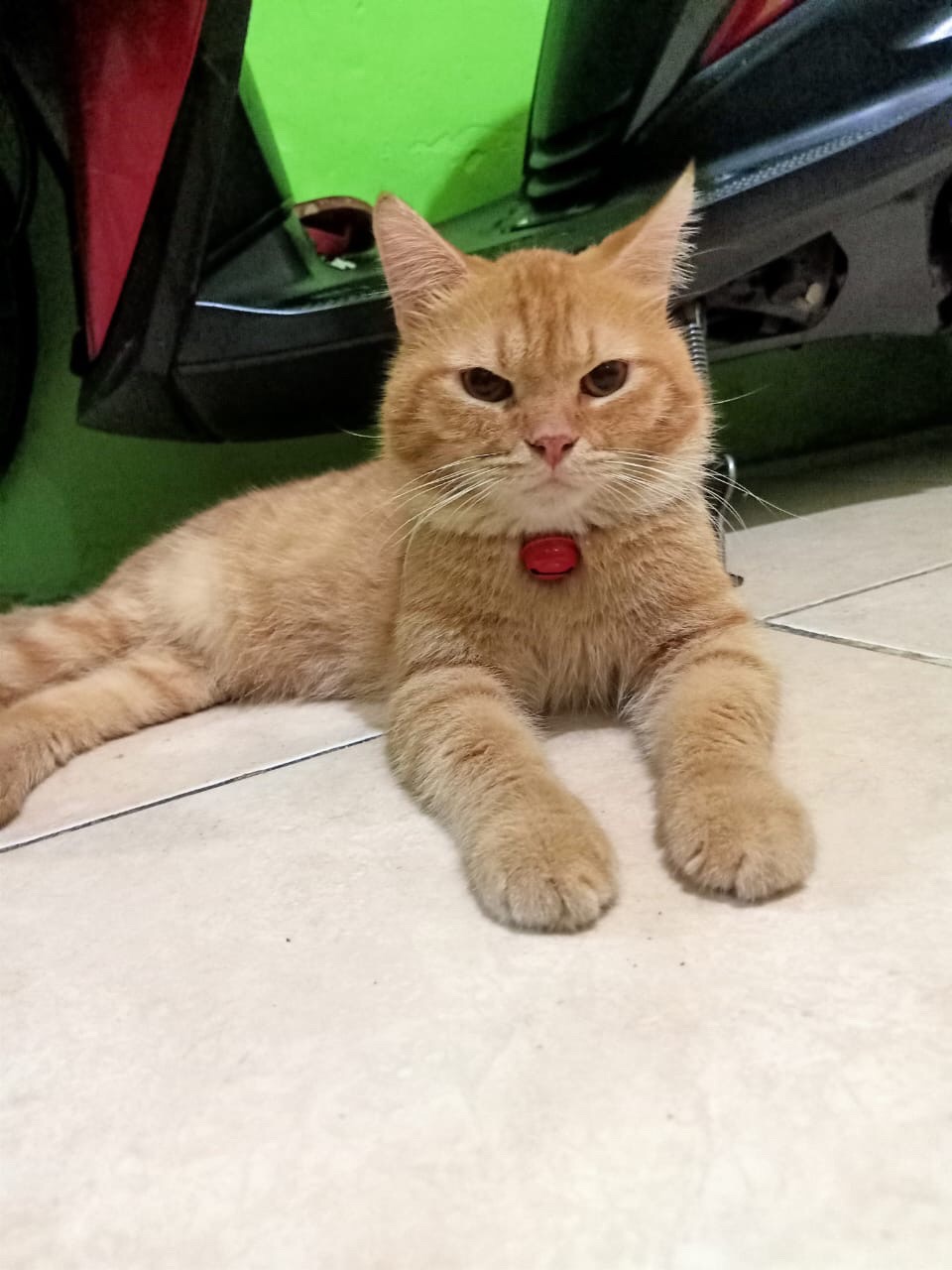 Obeng Bulak Balik 2 Way Usa