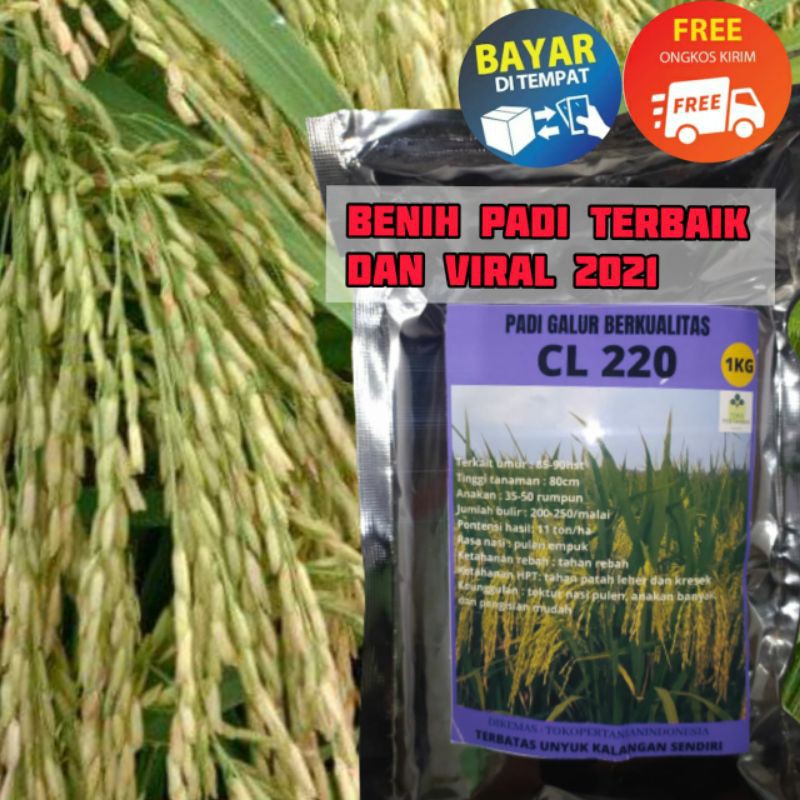 COD Benih padi cl220 original berkualitas dan tahan patah leher 1kg.-1