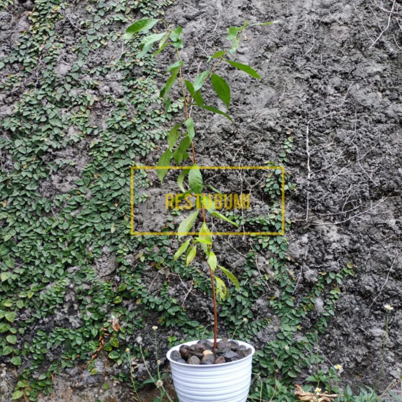 

Promo BIBIT TANAMAN DAUN SALAM