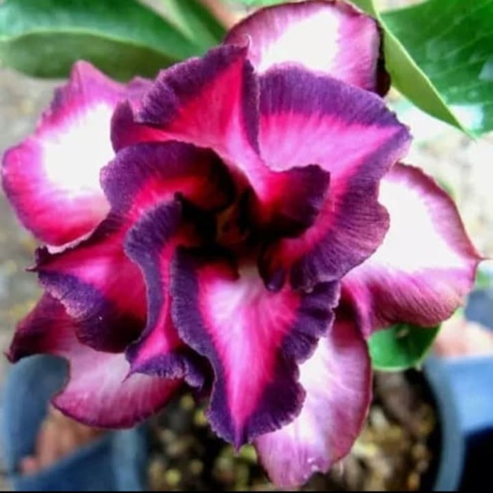 Bibit Bunga Kamboja Adenium Triple Core - Tanaman Hias