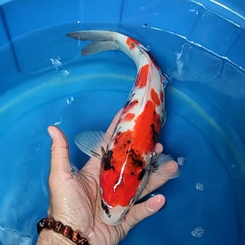Ikan Koi F1 / Dari Indukan Import / Rumah Koi Jakarta / kode 0026