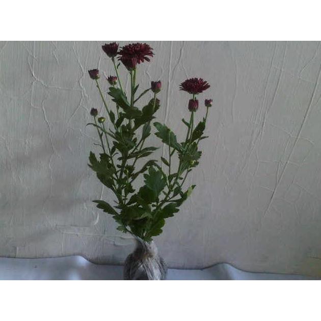 BIBIT TANAMAN KRISAN MERAH (TANAMAN HIDUP) LAPAK TERBAIK