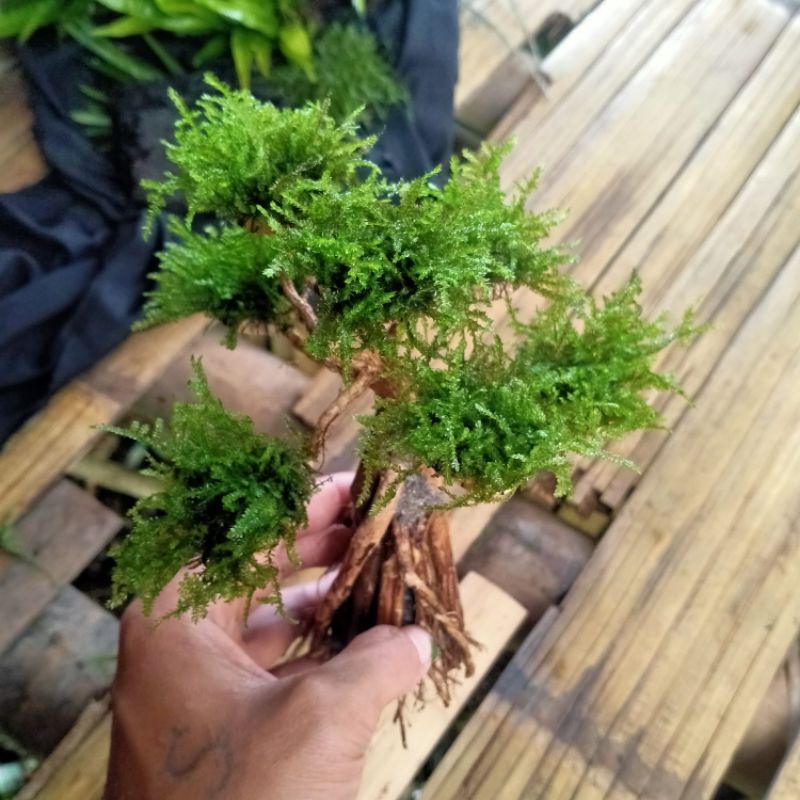 bonsai tanaman buat aquascape