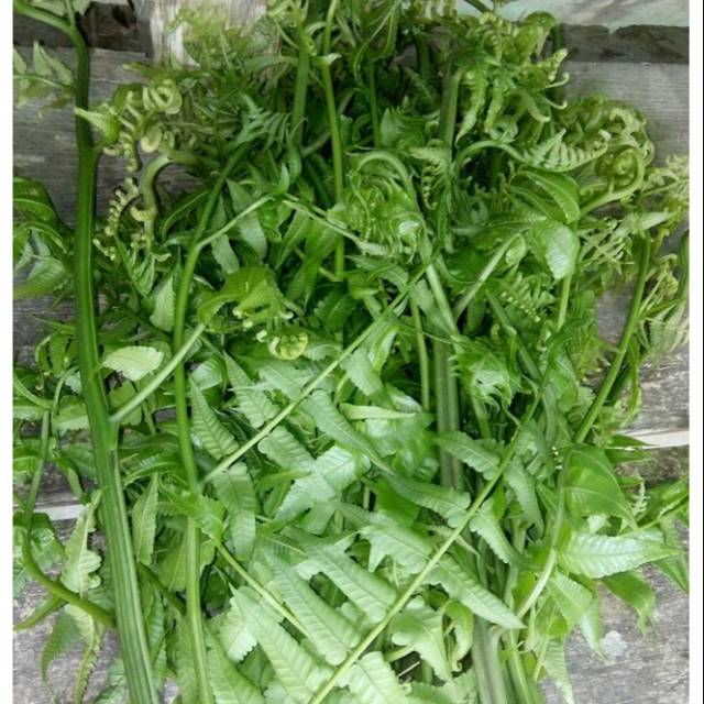 

Sayur pakis 1kg baru petik daun pakis muda paku pakuan
