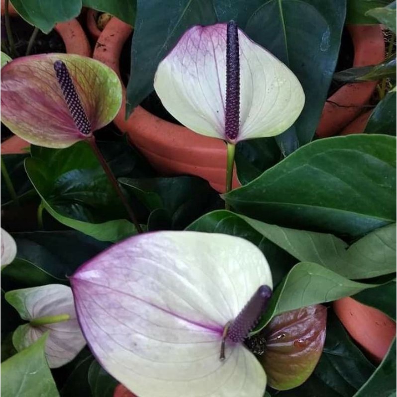 TANAMAN HIAS ANTHURIUM MICKEY MOUSE LILAC SPLASH