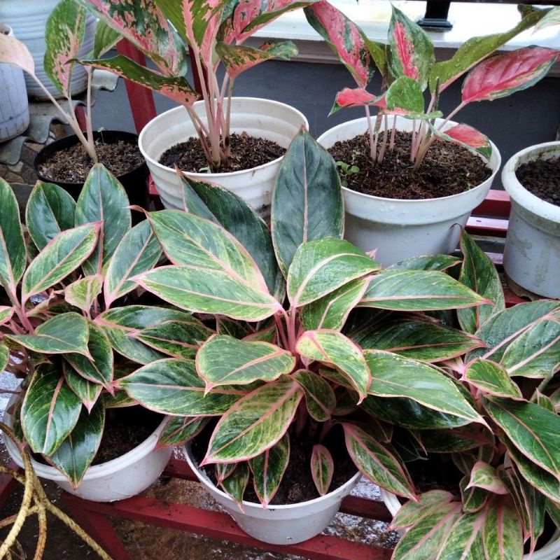 lipstik pink siam aurora