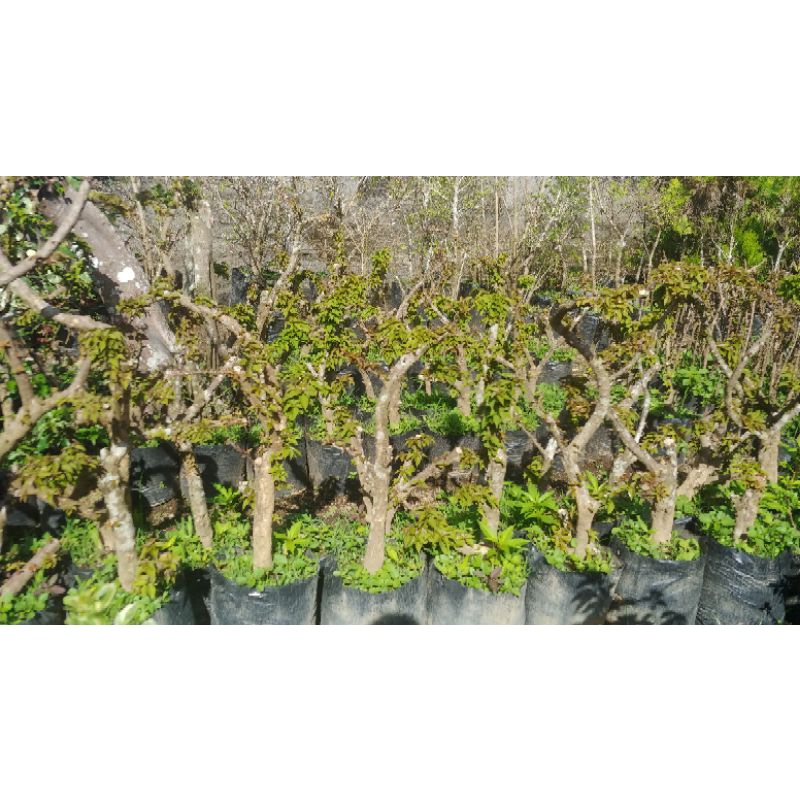 Bougenville Singapore Ori (Random)