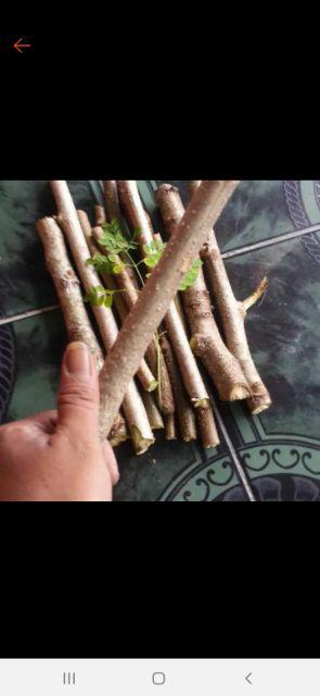 Jual Fres Cutting Pohon Kelor