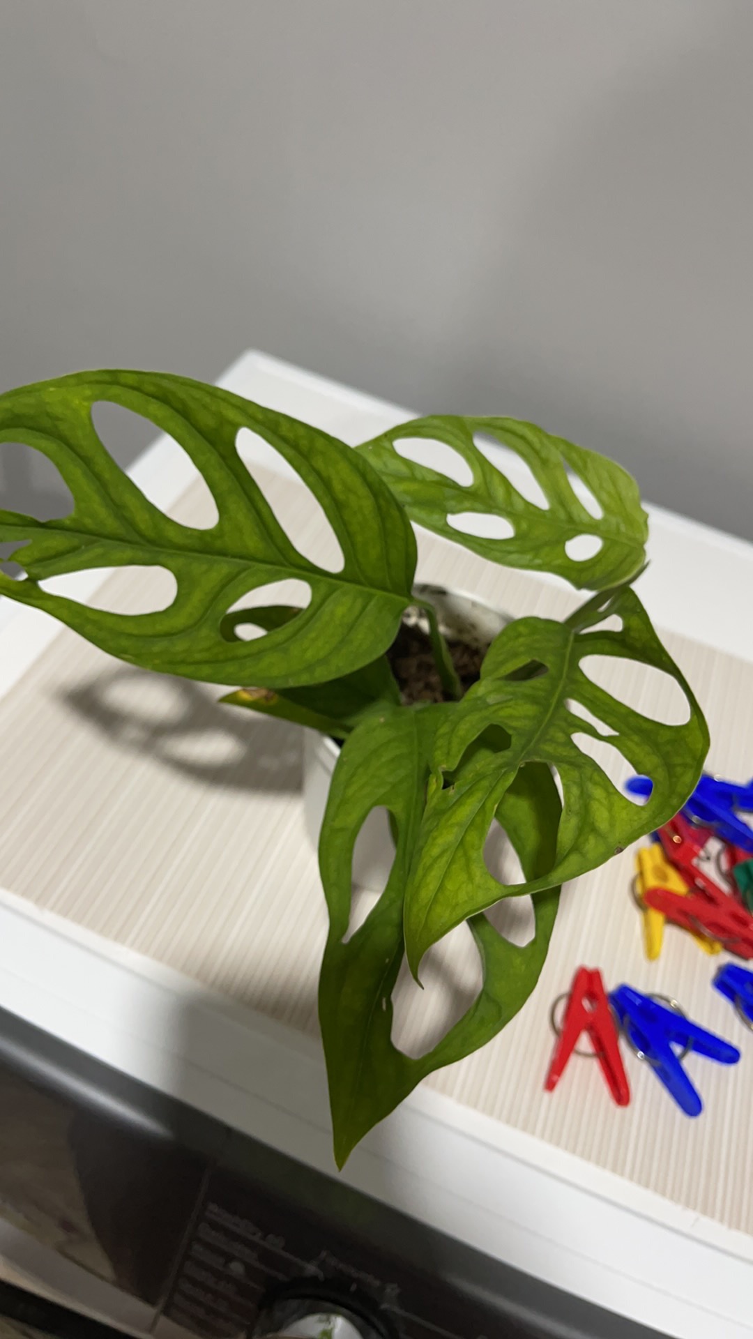 Monstera Andasonii Atau Janda Bolong