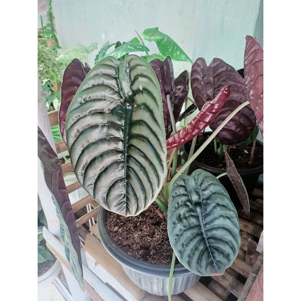 Alocasia Cuprea