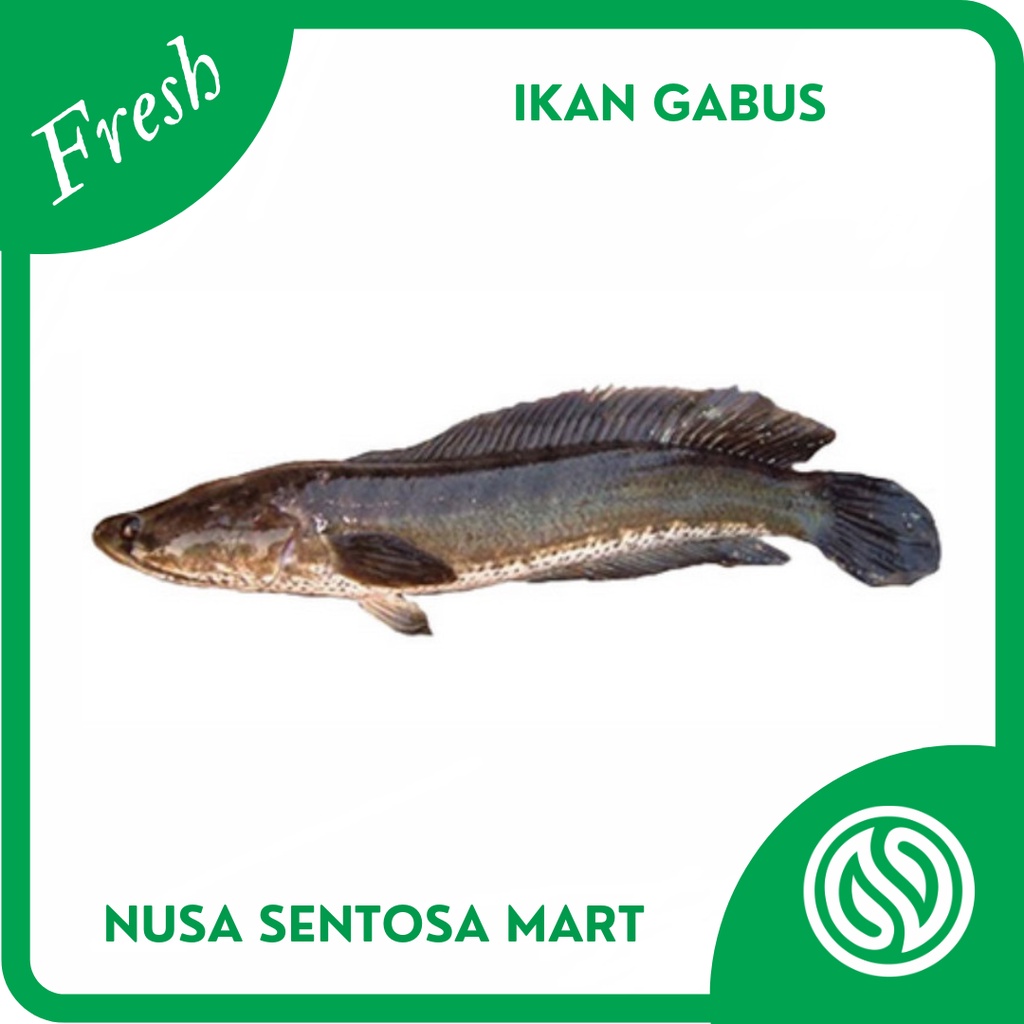 

Ikan Gabus Segar – 500g (Hidup)