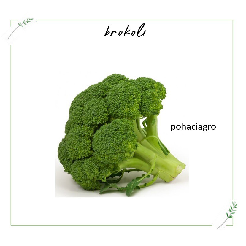 Benih Brokoli