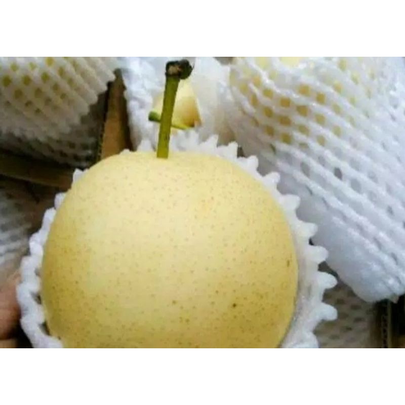 

Buah pear century segar 500 gram
