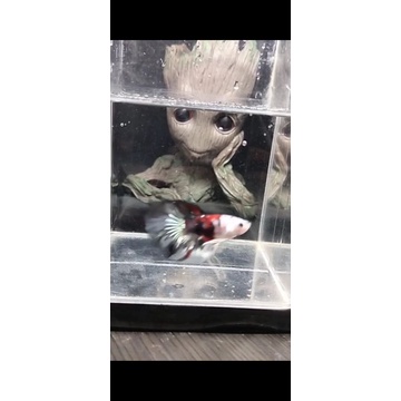 boneka ikan cupang halfmoon nemo cooper