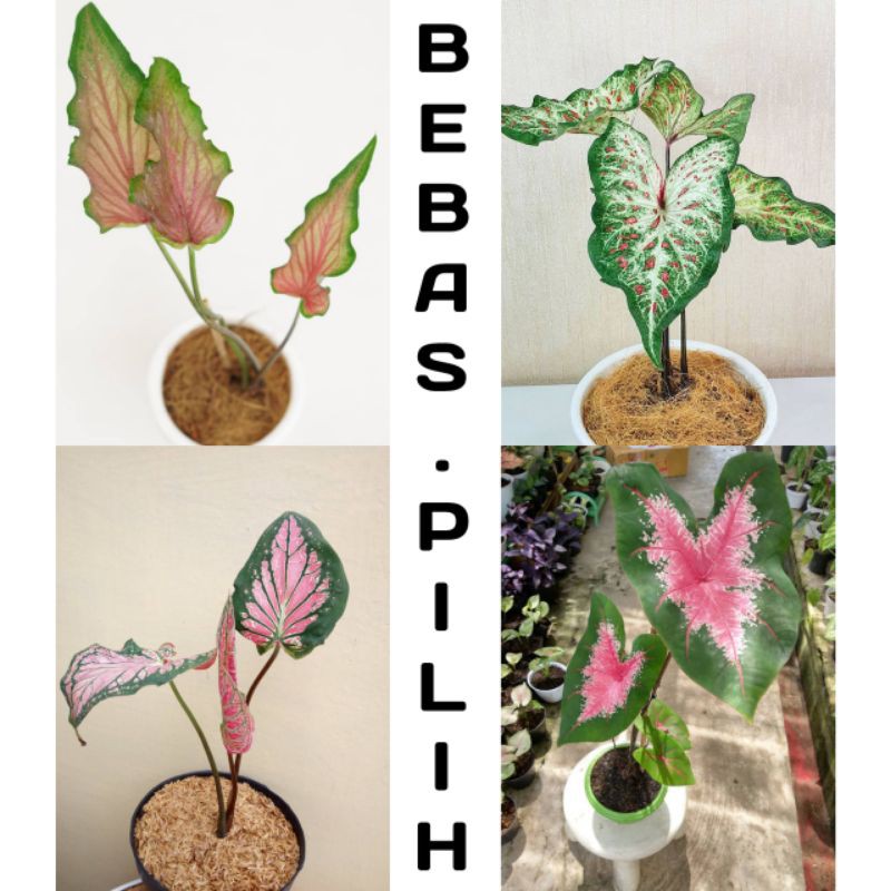 TANAMAN HIAS CALADIUM KELADI CORONG GINGERLAND KERIS WAYANG ACE OF HEART THAILAND