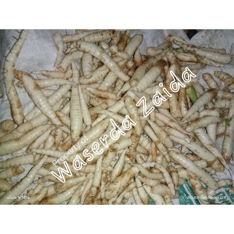 Umbi Garut Segar / Irut / Angkrik Fresh 1kg Untuk Asam Lambung dan Maagh Ubi Garut / Ubi Irut / Keru