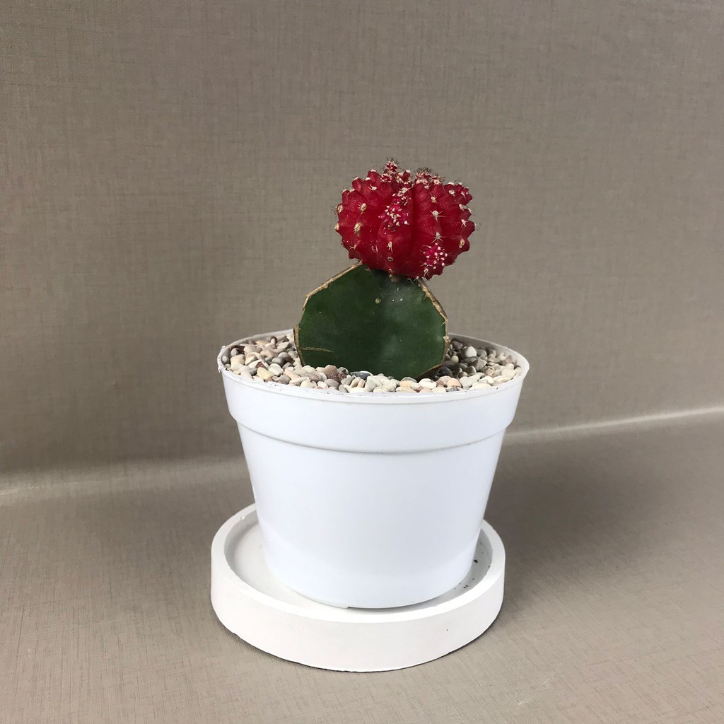 Gymno Import Korea (Moon Cactus) (Free pot Putih + Batu Warna+ Tatakan pot)) Tanaman Hias Hidup