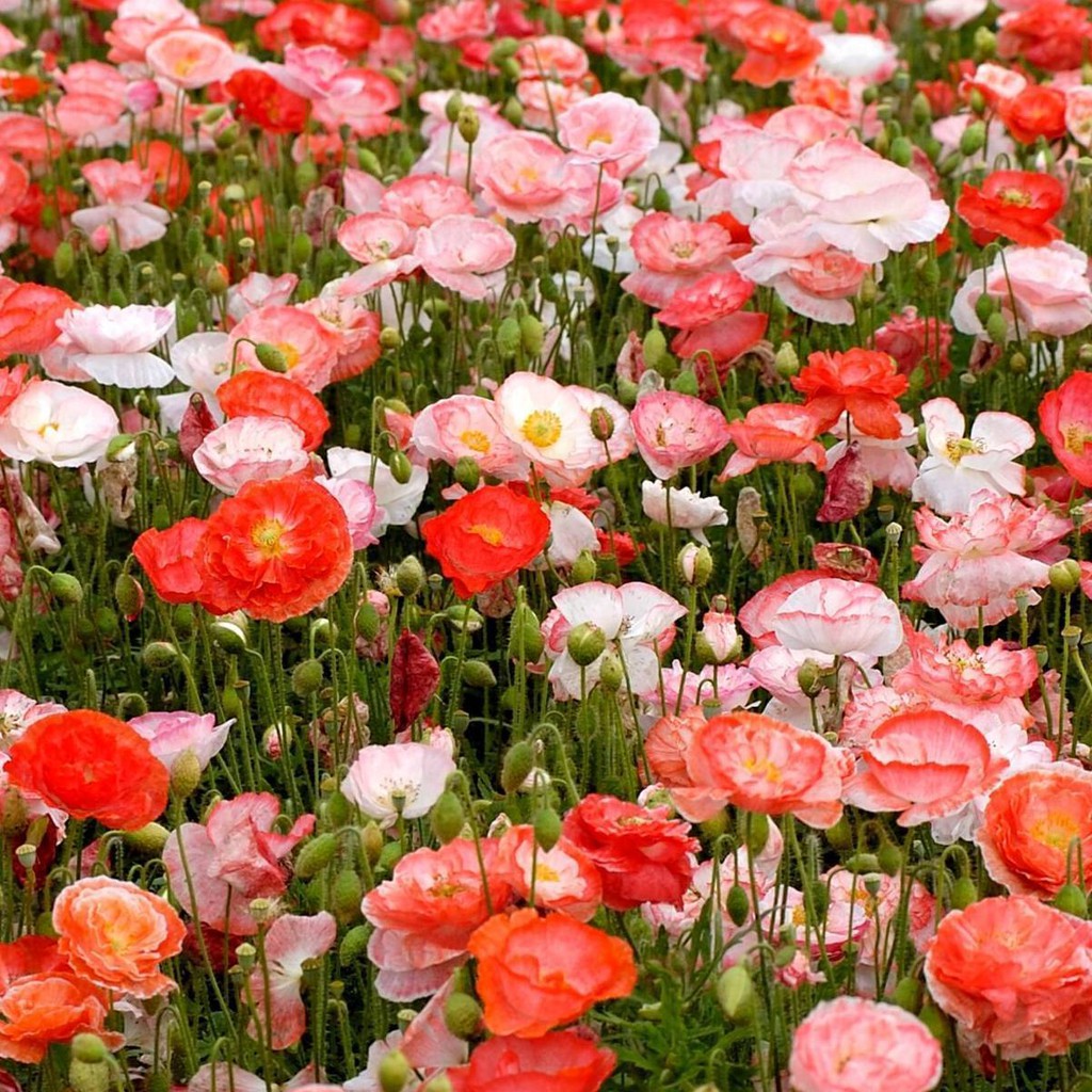 Benih Bibit Biji - Bunga Poppy Shirley Single Mix Flower Seeds - IMPORT