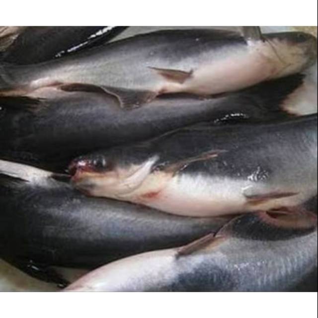 Jual Ikan Patin Shopee Indonesia