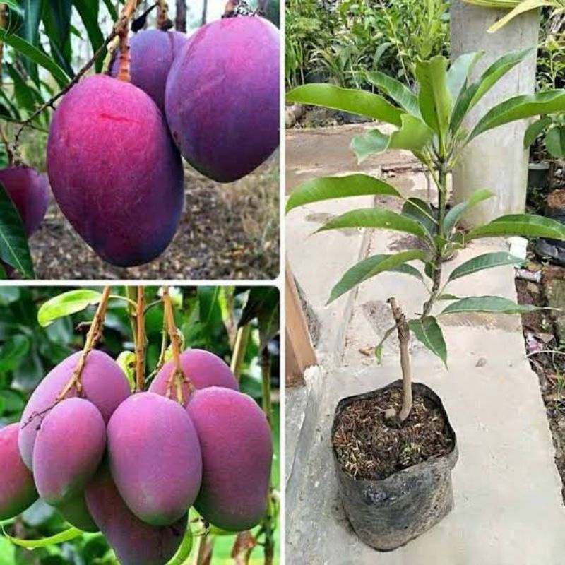 Bibit buah Mangga Erwin/Irwin/Mangga Ungu. Asli Hasil Okulasi sudah Siap Tanam. tersedia harga parta