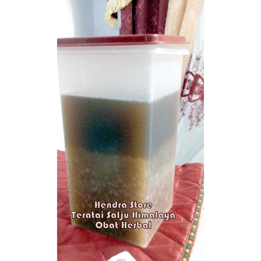 Bibit teratai salju asli himalaya