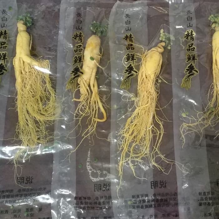 

Ginseng Asli Kualitas Premium