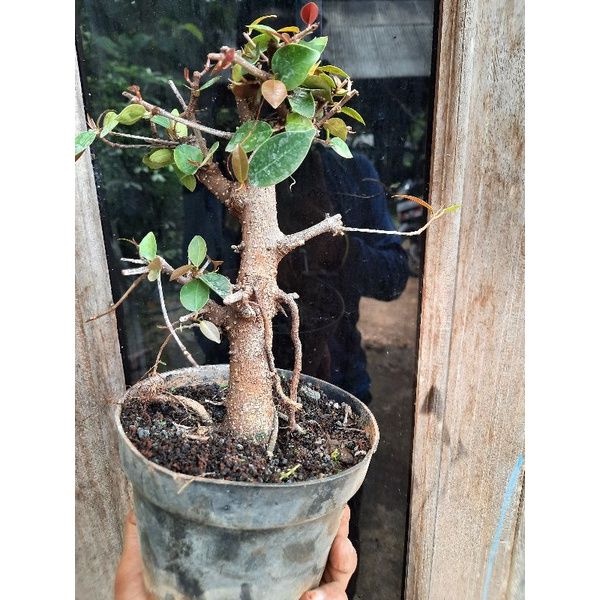 Bonsai Iprik merah ukuran Small /ficus Retusa red