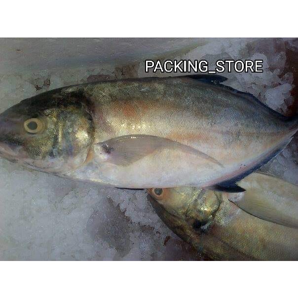 

Ikan Kuwe Segar Ikan Kuwe Lilin 2/5 ekor / Ikan Fresh Laut GARANSI SEGAR