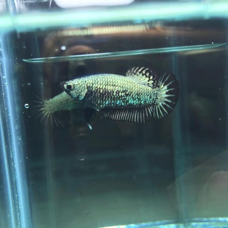 Cupang Avatar Black Copper Gold Female 02