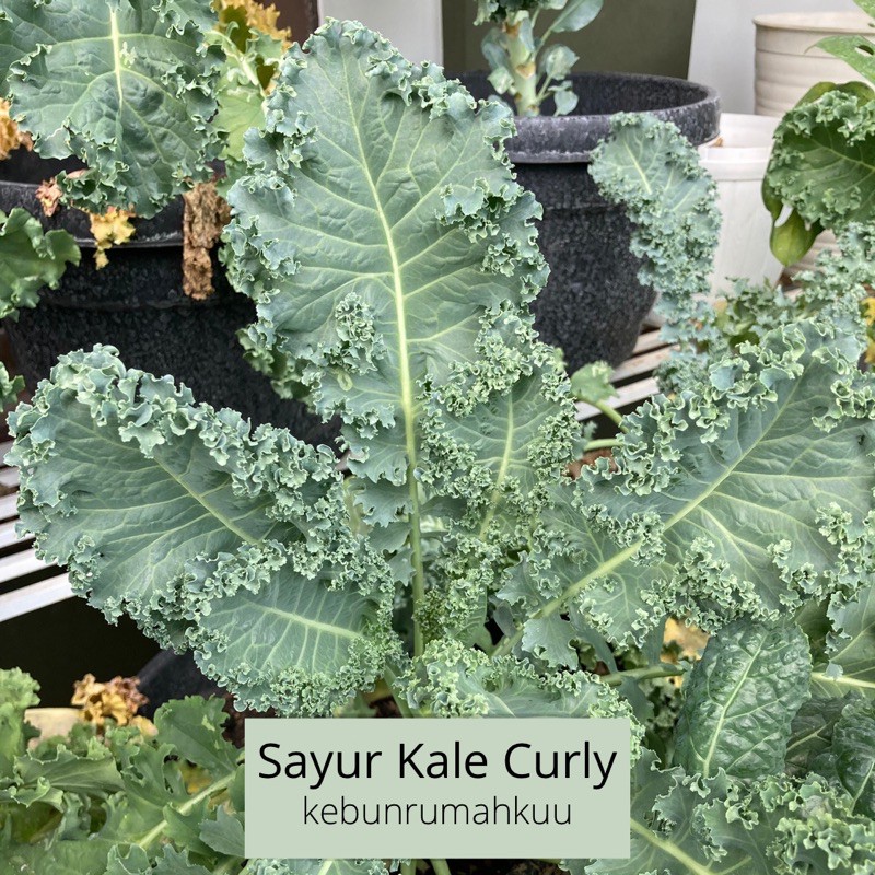 

Sayur kale curly organik 200 gr